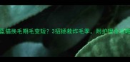 蓝猫换毛期毛变短3招拯救炸毛季附护理全攻略
