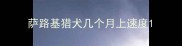 萨路基猎犬几个月上速度