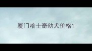 厦门哈士奇幼犬价格