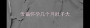 母猫怀孕几个月肚子大