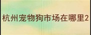 杭州宠物狗市场在哪里