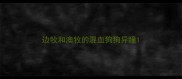 边牧和澳牧的混血狗狗异瞳