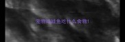 宠物娃娃鱼吃什么食物