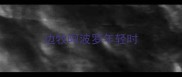 边牧阿波罗年轻时