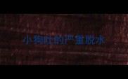 小狗吐的严重脱水