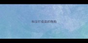 和没打疫苗的狗狗