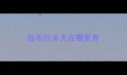 拉布拉多犬在哪里养