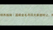南京拉布拉多犬领养指南温顺金毛寻回犬家庭转让附疫苗健康证明