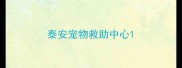 泰安宠物救助中心