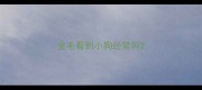 金毛看到小狗经常叫
