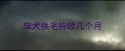 柴犬换毛持续几个月