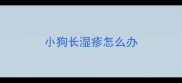 小狗长湿疹怎么办