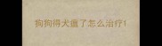 狗狗得犬瘟了怎么治疗