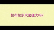 拉布拉多犬是猛犬吗