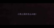 小狗上厕所怎么训练
