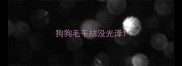 狗狗毛干枯没光泽