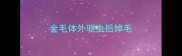 金毛体外驱虫后掉毛