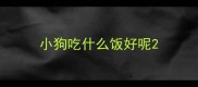 小狗吃什么饭好呢