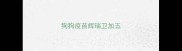 狗狗疫苗辉瑞卫加五