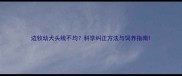 边牧幼犬头线不均科学纠正方法与饲养指南