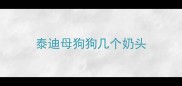 泰迪母狗狗几个奶头