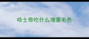 哈士奇吃什么增量毛色