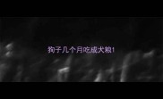 狗子几个月吃成犬粮