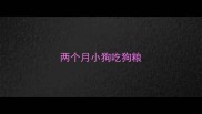 两个月小狗吃狗粮