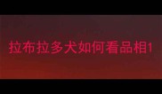 拉布拉多犬如何看品相
