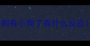 狗有小狗了有什么反应