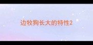 边牧狗长大的特性