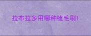 拉布拉多用哪种梳毛刷