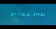 两个月的杜高犬有多重