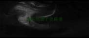 金毛感冒了流鼻涕