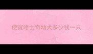 便宜哈士奇幼犬多少钱一只