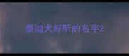 泰迪犬好听的名字