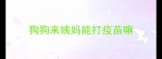 狗狗来姨妈能打疫苗嘛