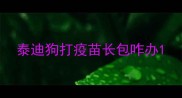 泰迪狗打疫苗长包咋办