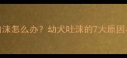 4个月泰迪犬吐白沫怎么办幼犬吐沫的7大原因与专业应对指南
