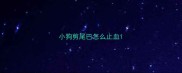 小狗剪尾巴怎么止血