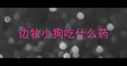 边牧小狗吃什么药