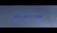 边牧一般几个月成年
