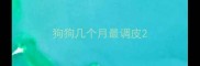 狗狗几个月最调皮