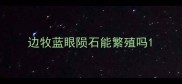 边牧蓝眼陨石能繁殖吗