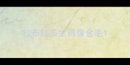拉布拉多生得像金毛