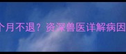 狗狗持续低烧两个月不退资深兽医详解病因与家庭护理方案