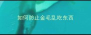 如何防止金毛乱吃东西