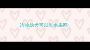 边牧幼犬可以吃水果吗