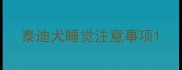 泰迪犬睡觉注意事项