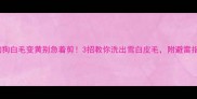 狗狗白毛变黄别急着剪3招教你洗出雪白皮毛附避雷指南